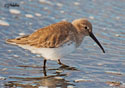 Calidris alpina